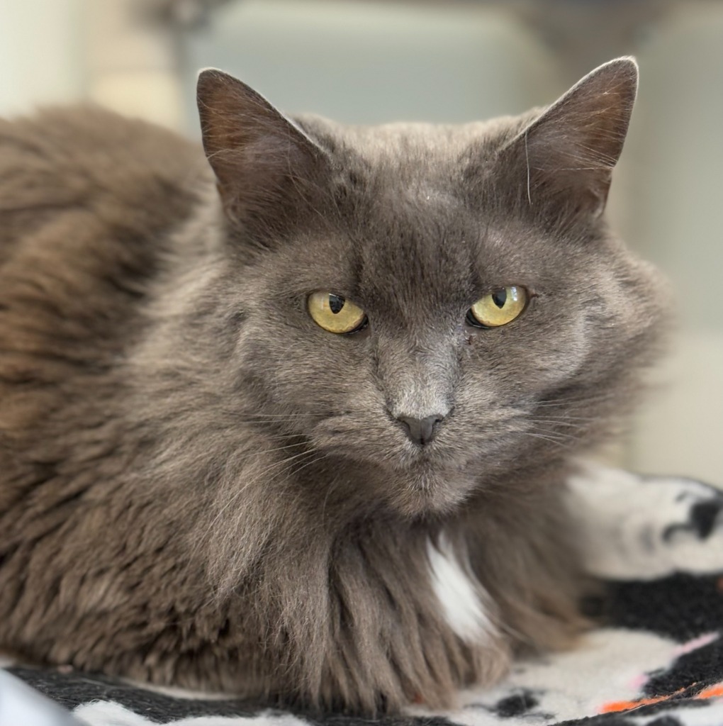 Fluffy (aka Sabrina), an adoptable Domestic Medium Hair in Cumberland, ME, 04021 | Photo Image 1