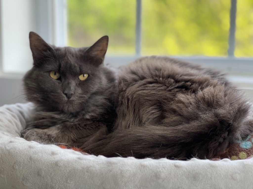 Fluffy (aka Sabrina), an adoptable Domestic Medium Hair in Cumberland, ME, 04021 | Photo Image 2