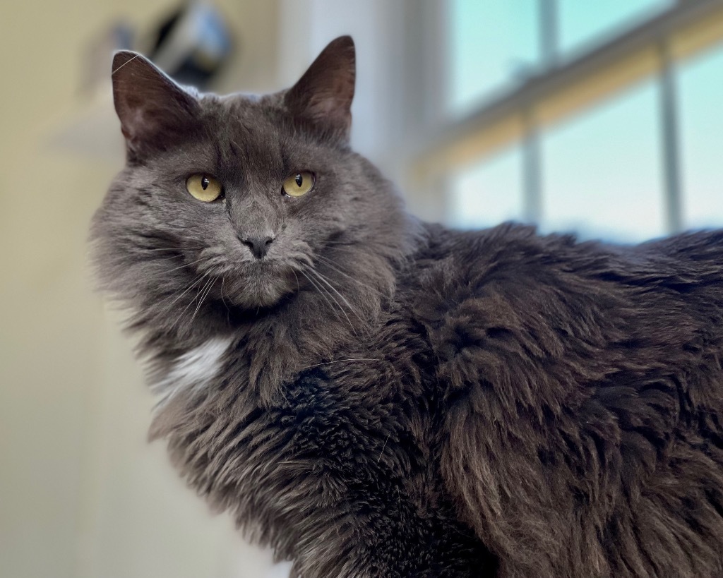 Fluffy (aka Sabrina), an adoptable Domestic Medium Hair in Cumberland, ME, 04021 | Photo Image 3