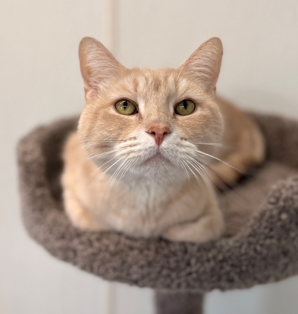 Romeo, an adoptable Domestic Short Hair in Cumberland, ME, 04021 | Photo Image 1