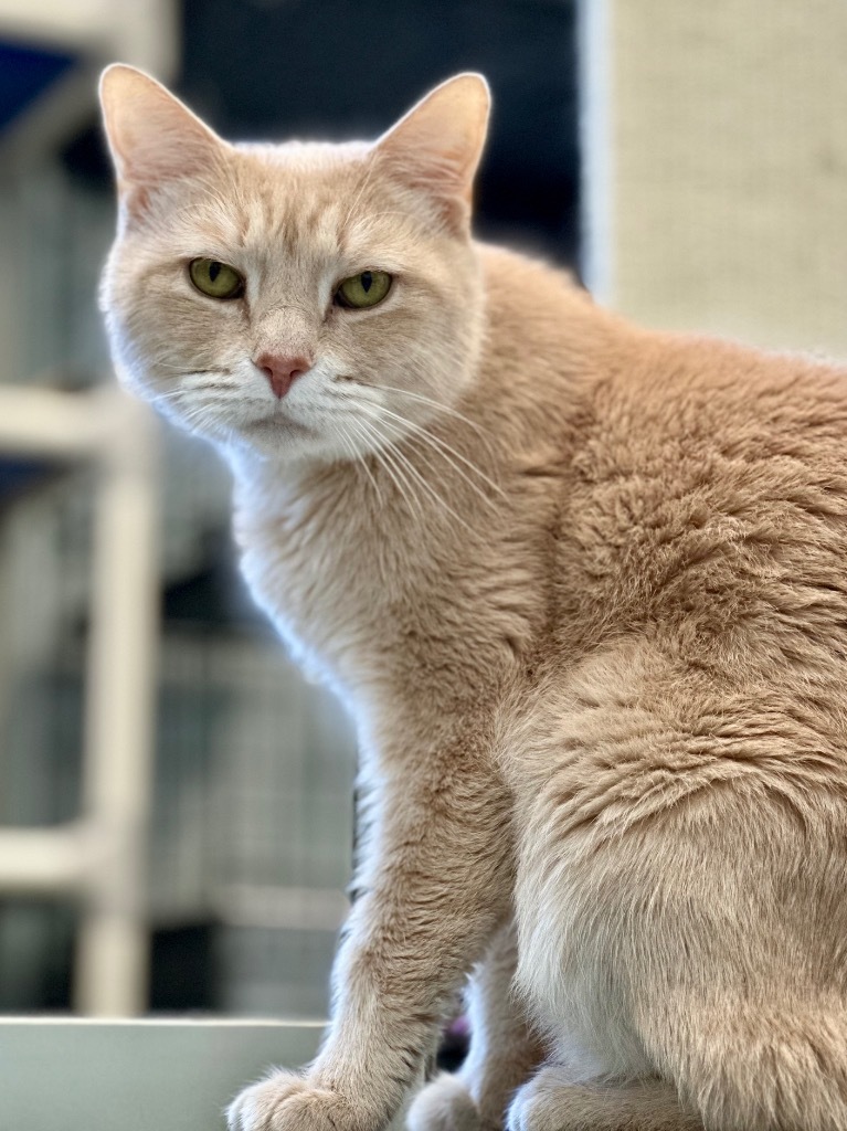 Romeo, an adoptable Domestic Short Hair in Cumberland, ME, 04021 | Photo Image 3
