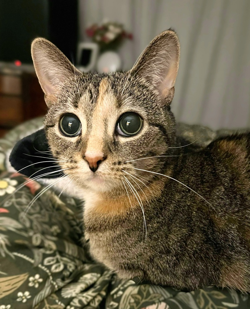 Amber