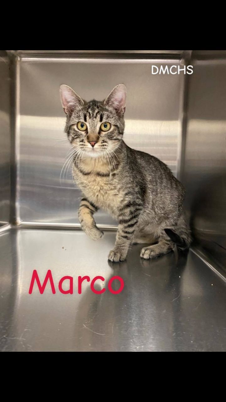 Marco 1