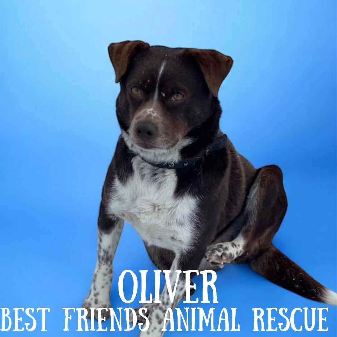 Oliver, an adoptable Labrador Retriever, Beagle in Wasilla, AK, 99654 | Photo Image 1