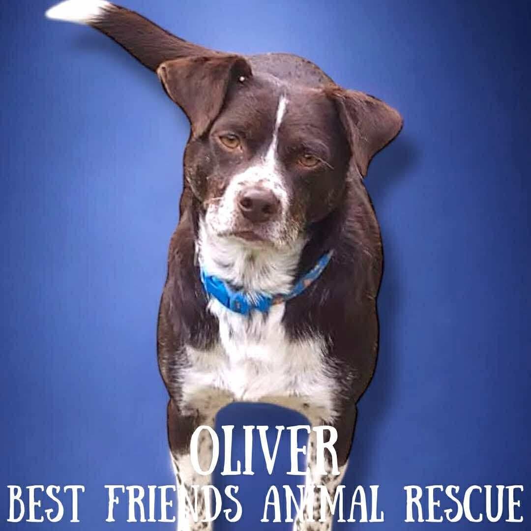 Oliver, an adoptable Labrador Retriever, Beagle in Wasilla, AK, 99654 | Photo Image 1