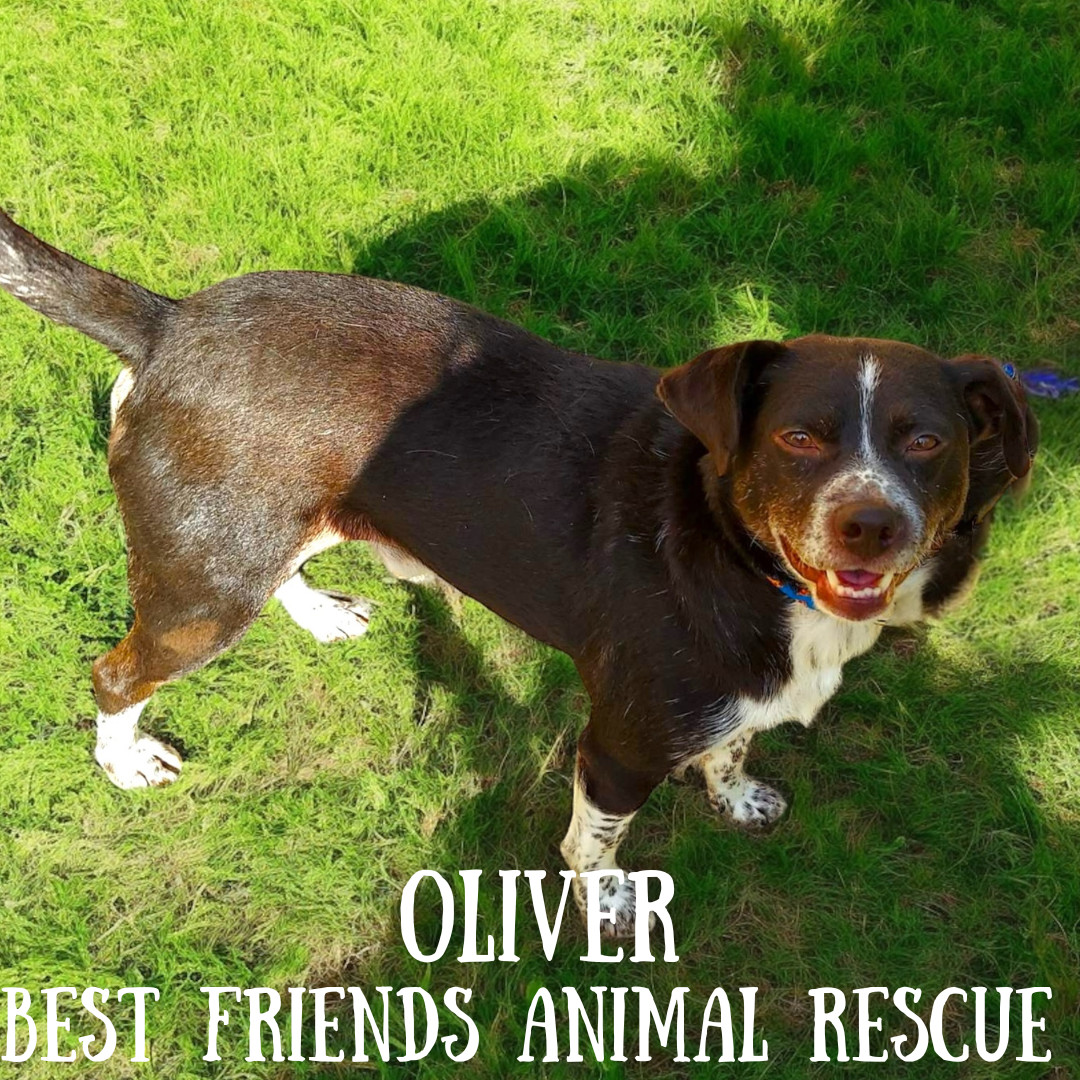 Oliver, an adoptable Labrador Retriever, Beagle in Wasilla, AK, 99654 | Photo Image 2