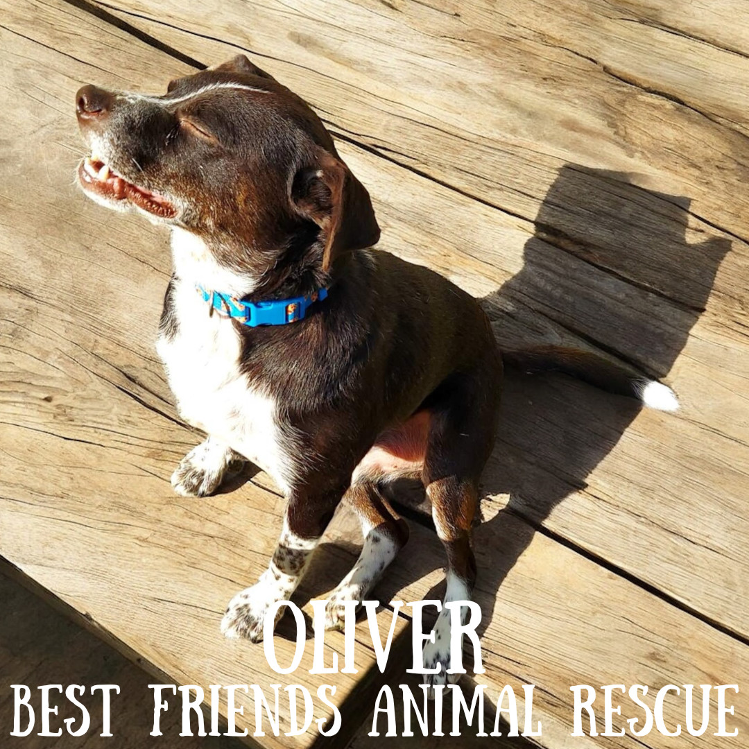 Oliver, an adoptable Labrador Retriever, Beagle in Wasilla, AK, 99654 | Photo Image 3