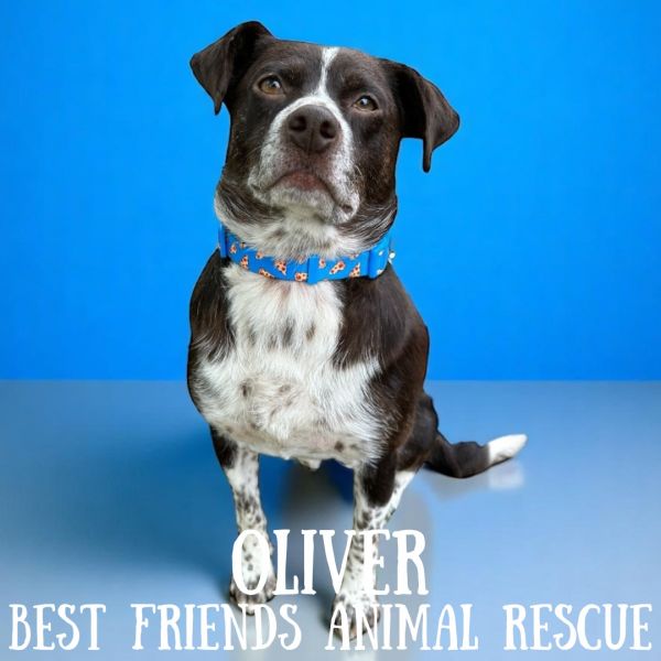 Oliver thumbnail 4