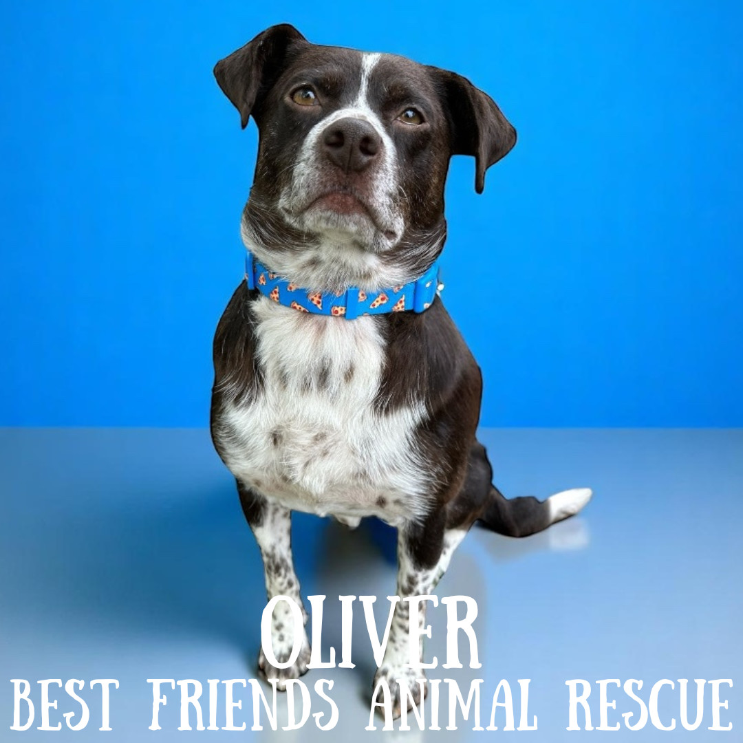 Oliver, an adoptable Labrador Retriever, Beagle in Wasilla, AK, 99654 | Photo Image 4