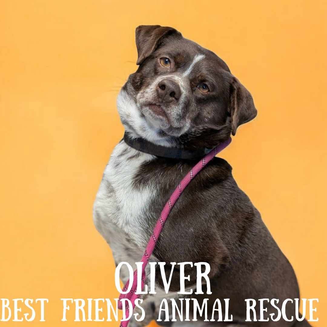 Oliver, an adoptable Labrador Retriever, Beagle in Wasilla, AK, 99654 | Photo Image 5