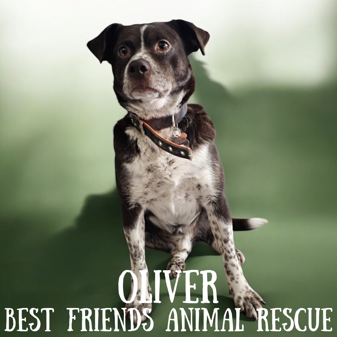 Oliver, an adoptable Labrador Retriever, Beagle in Wasilla, AK, 99654 | Photo Image 6