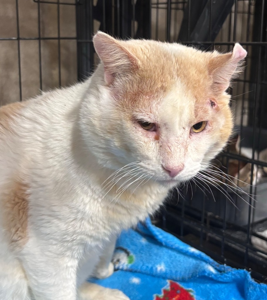 Logan, an adoptable Domestic Short Hair in Corpus Christi, TX, 78415 | Photo Image 2
