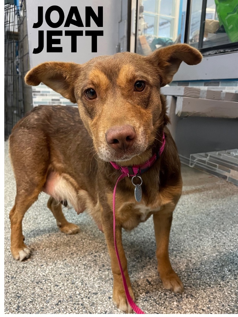 Joan Jett, an adoptable Shepherd, Australian Shepherd in Reno, NV, 89704 | Photo Image 1