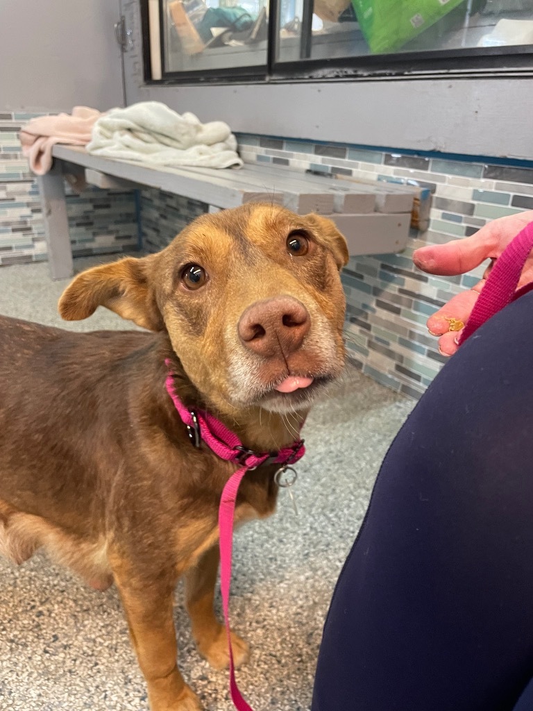 Joan Jett, an adoptable Shepherd, Australian Shepherd in Reno, NV, 89704 | Photo Image 2