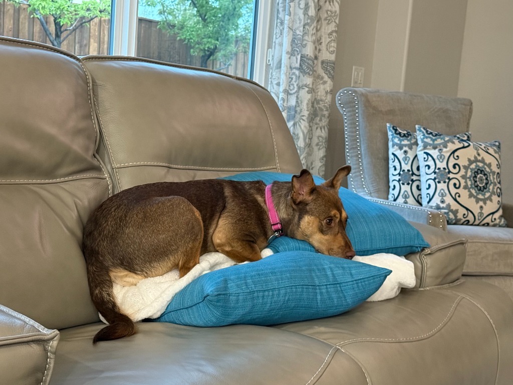 Joan Jett, an adoptable Shepherd, Australian Shepherd in Reno, NV, 89704 | Photo Image 4