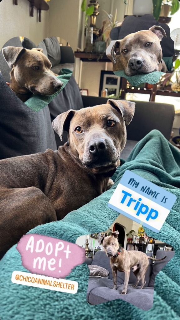 Tripp