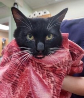 Hansel (formerly Ansel) - FIV+ 1