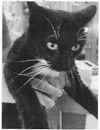 Hansel (formerly Ansel) - FIV+