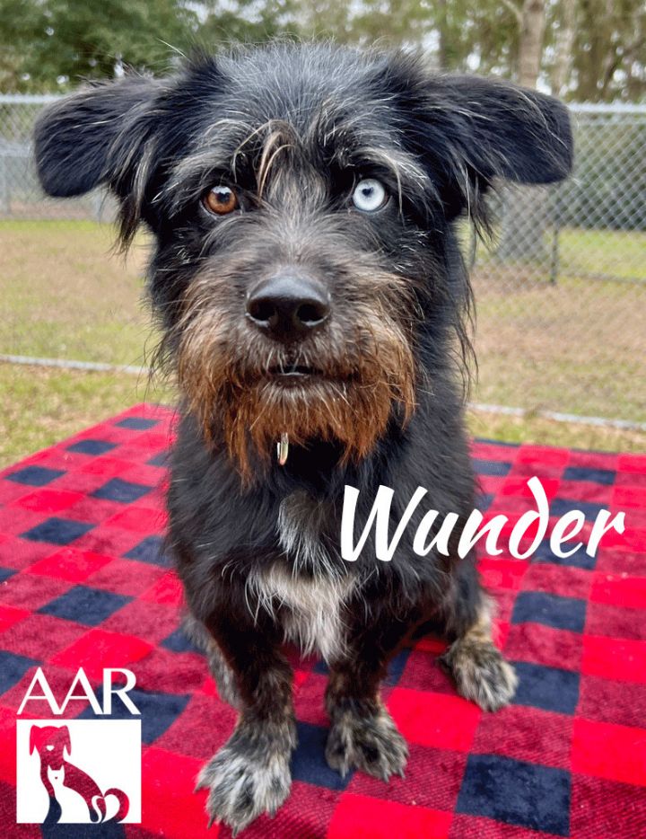 Wunder 1