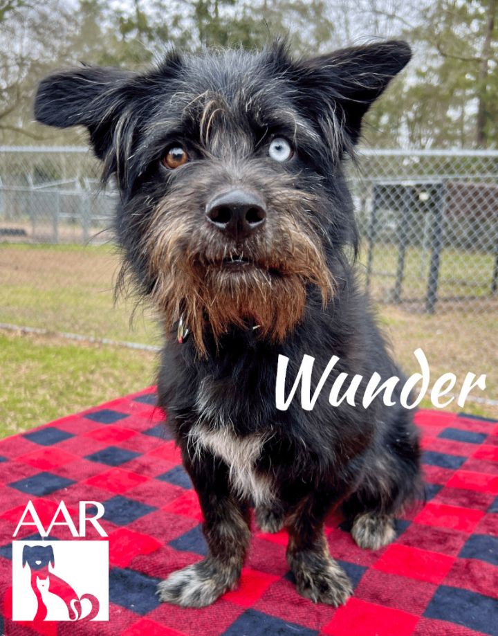 Wunder 2