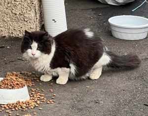 Cat for adoption - Chuck Norris, a Domestic Long Hair Mix in Windsor ...