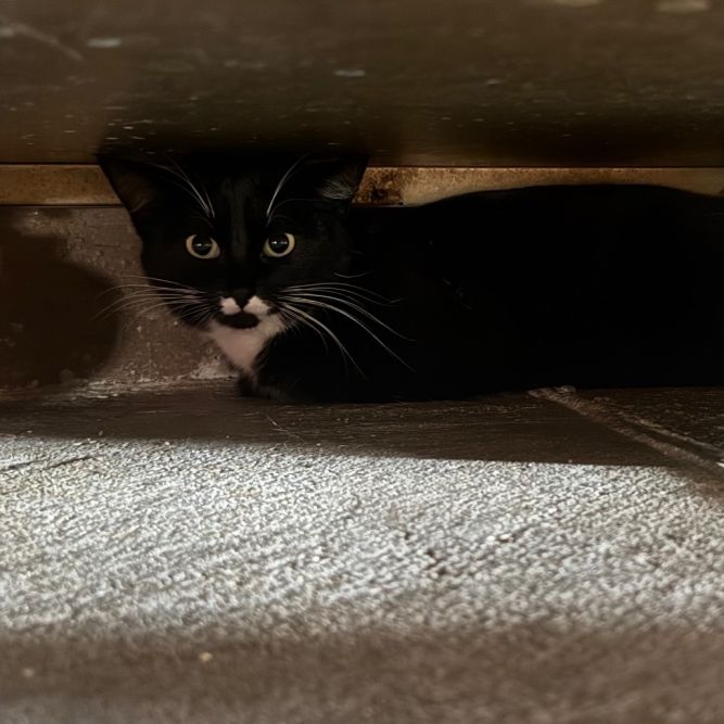 Lulu