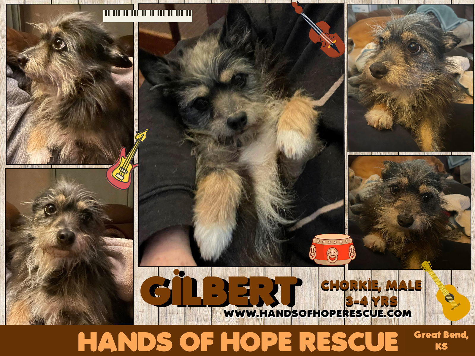 Gilbert, an adoptable Yorkshire Terrier, Dachshund in Great Bend, KS, 67530 | Photo Image 1
