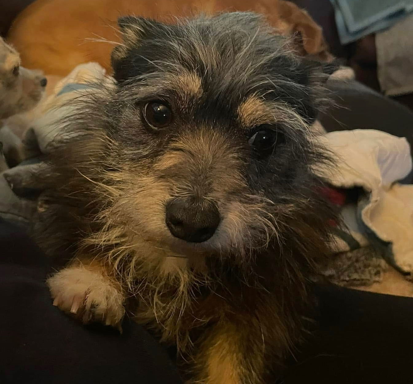 Gilbert, an adoptable Yorkshire Terrier, Dachshund in Great Bend, KS, 67530 | Photo Image 2