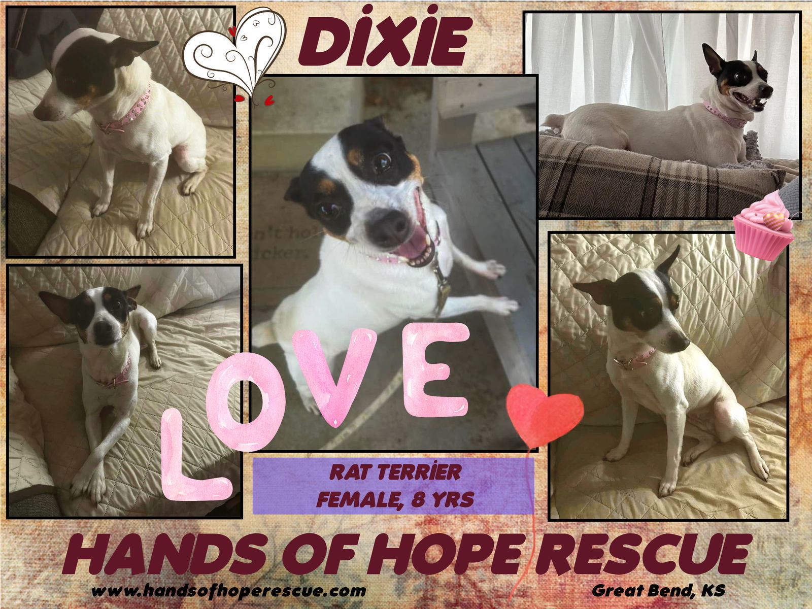 Dixie, an adoptable Rat Terrier in Great Bend, KS, 67530 | Photo Image 1