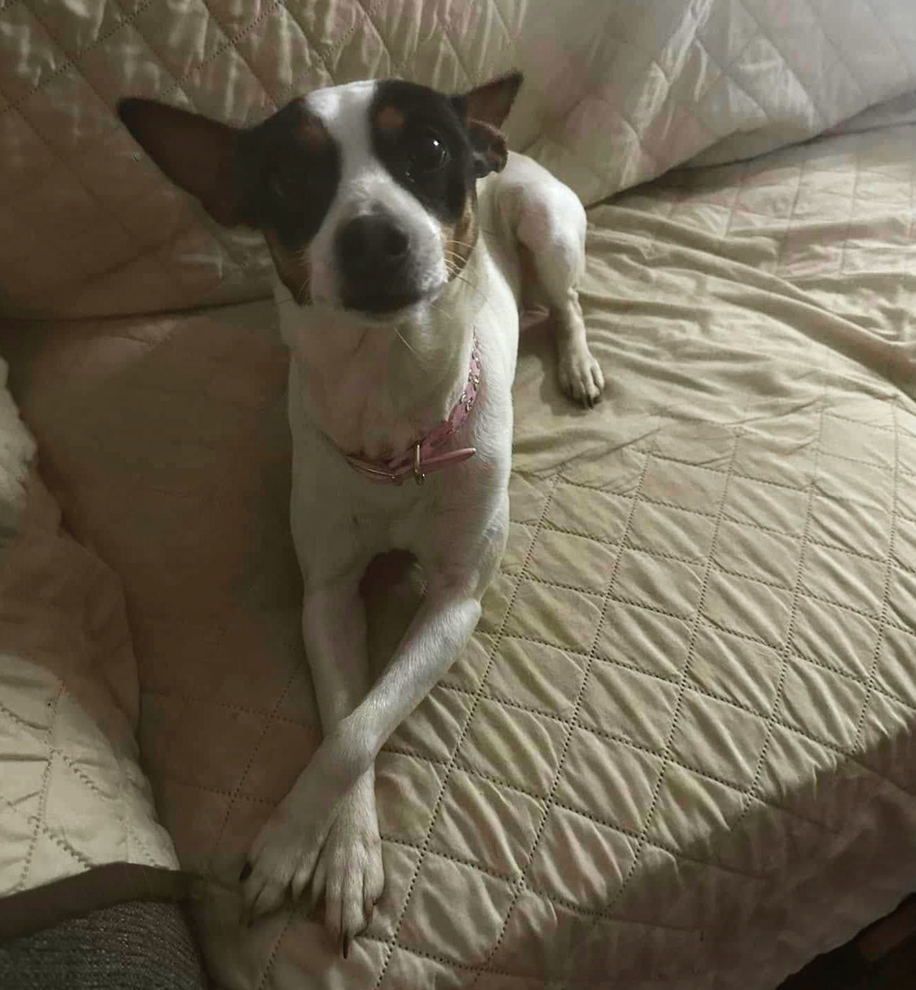 Dixie, an adoptable Rat Terrier in Great Bend, KS, 67530 | Photo Image 2