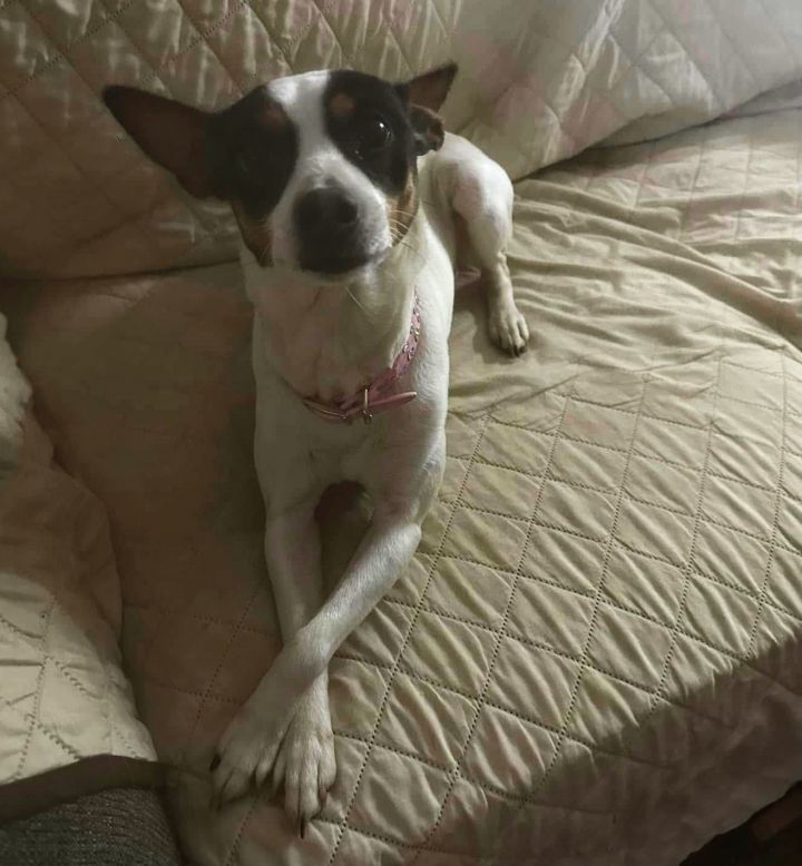 Dixie 2