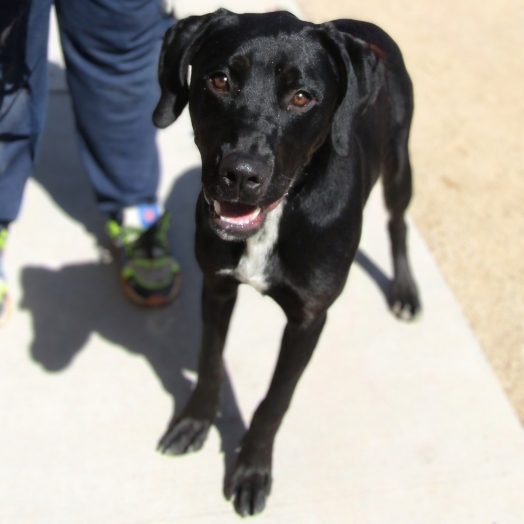 Krishna, an adoptable Mixed Breed in Las Cruces, NM, 88012 | Photo Image 1