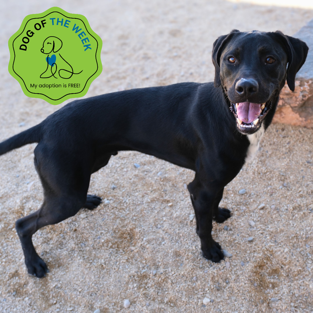 Krishna, an adoptable Mixed Breed in Las Cruces, NM, 88012 | Photo Image 1