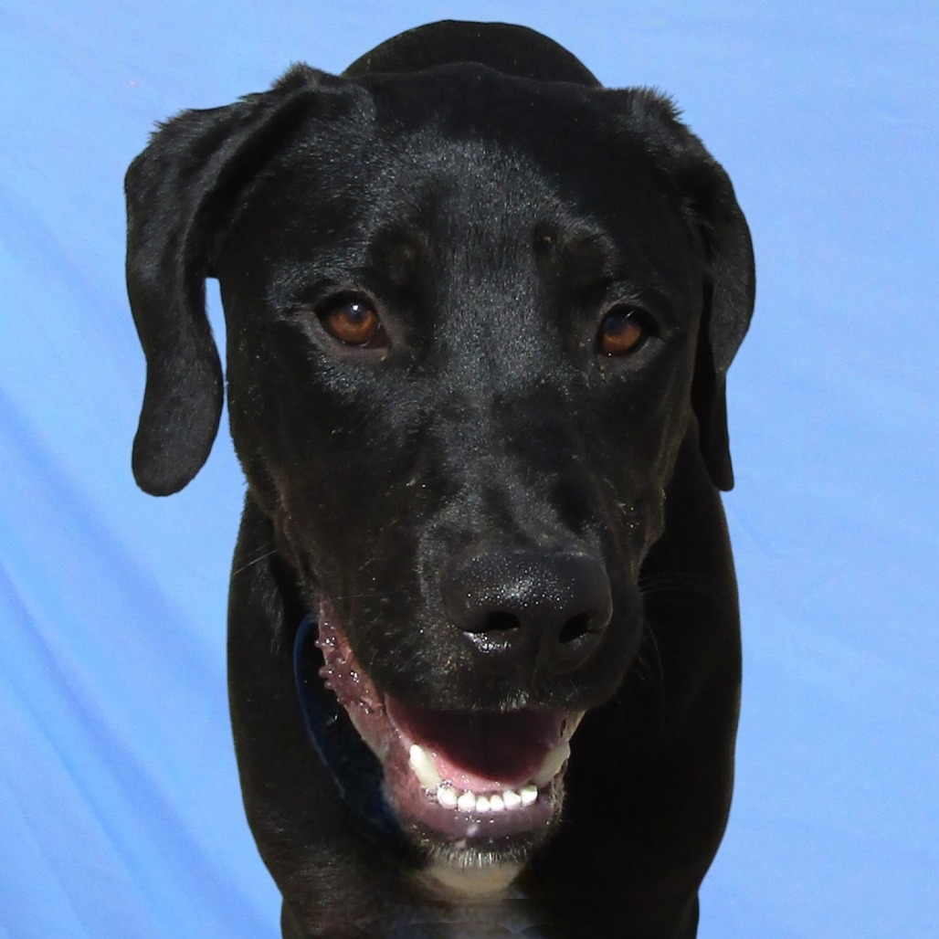 Krishna, an adoptable Mixed Breed in Las Cruces, NM, 88012 | Photo Image 2