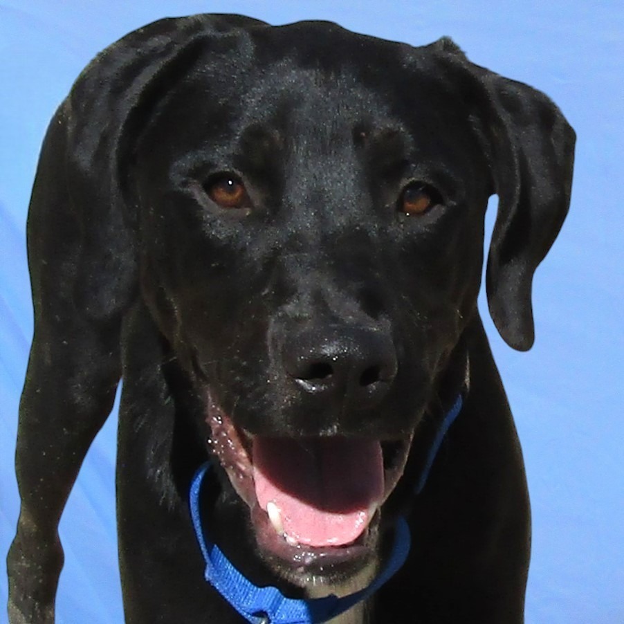 Krishna, an adoptable Mixed Breed in Las Cruces, NM, 88012 | Photo Image 3