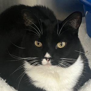 Maggie