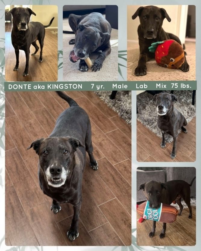 DONTE aka KINGSTON