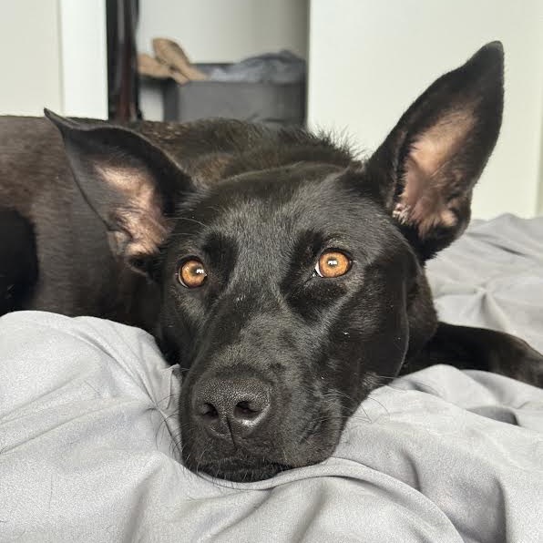 Mara