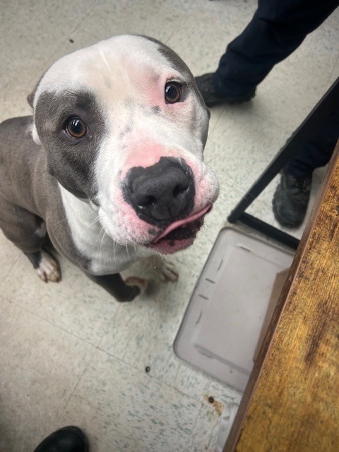 Rambone, an adoptable Pit Bull Terrier in Rock Springs, WY, 82901 | Photo Image 1