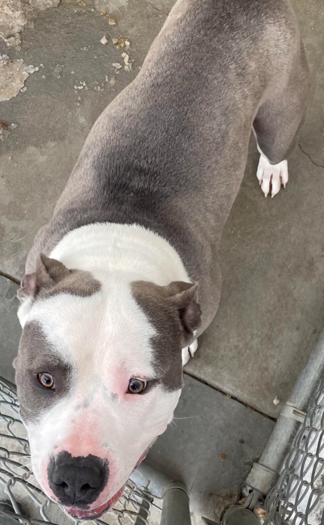 Rambone, an adoptable Pit Bull Terrier in Rock Springs, WY, 82901 | Photo Image 2