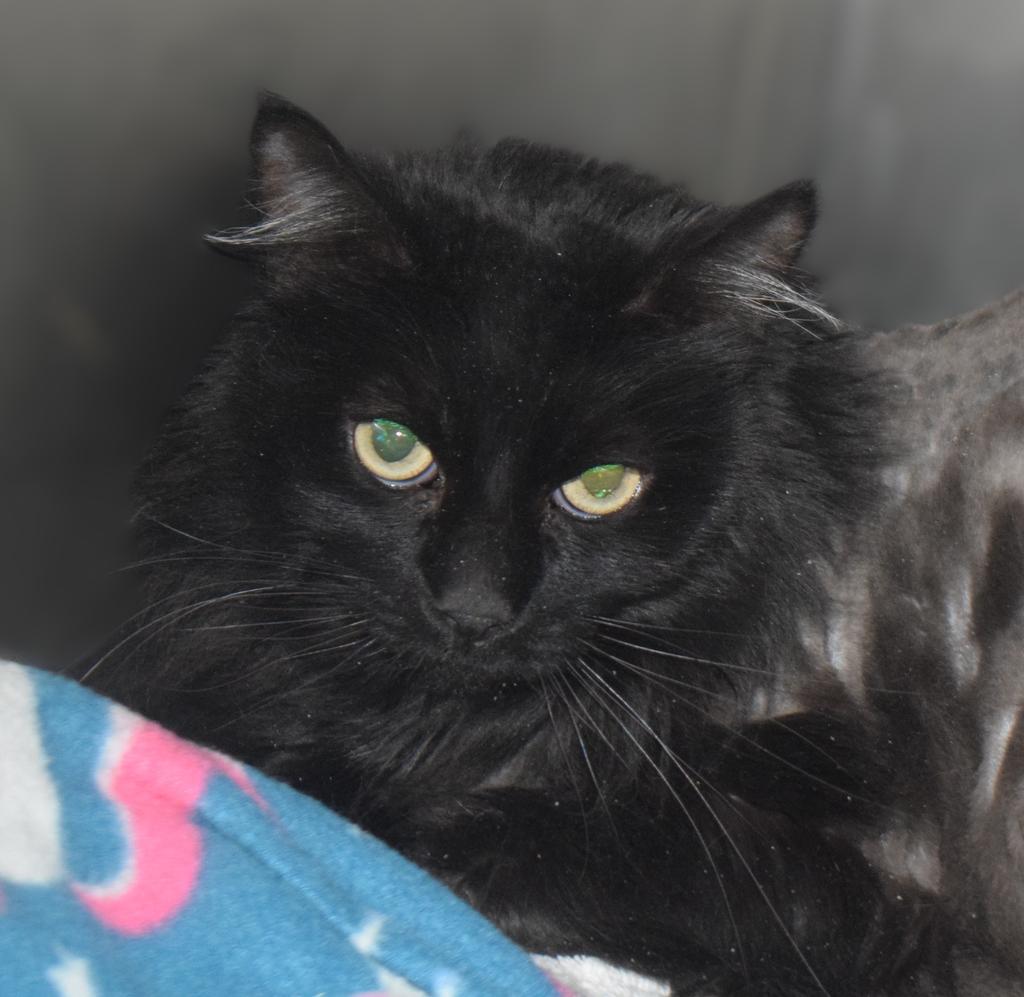 Kiki, an adoptable Domestic Short Hair in Pahrump, NV, 89048 | Photo Image 1