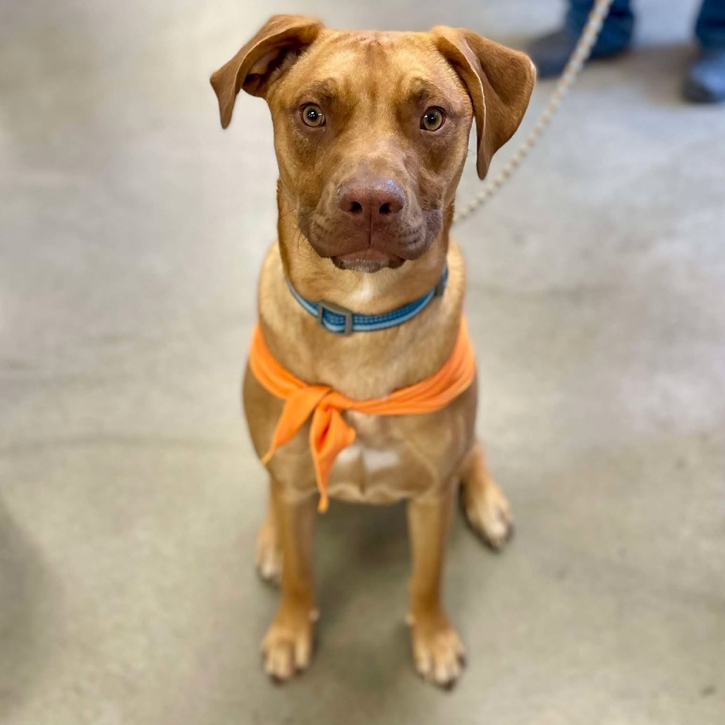 River, an adoptable Mixed Breed in Bend, OR, 97702 | Photo Image 1