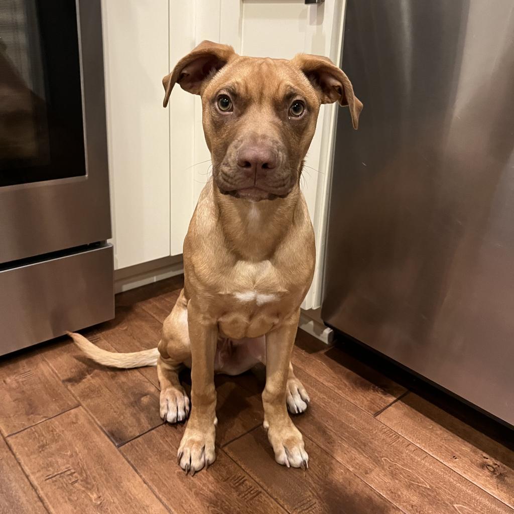 River, an adoptable Mixed Breed in Bend, OR, 97702 | Photo Image 2