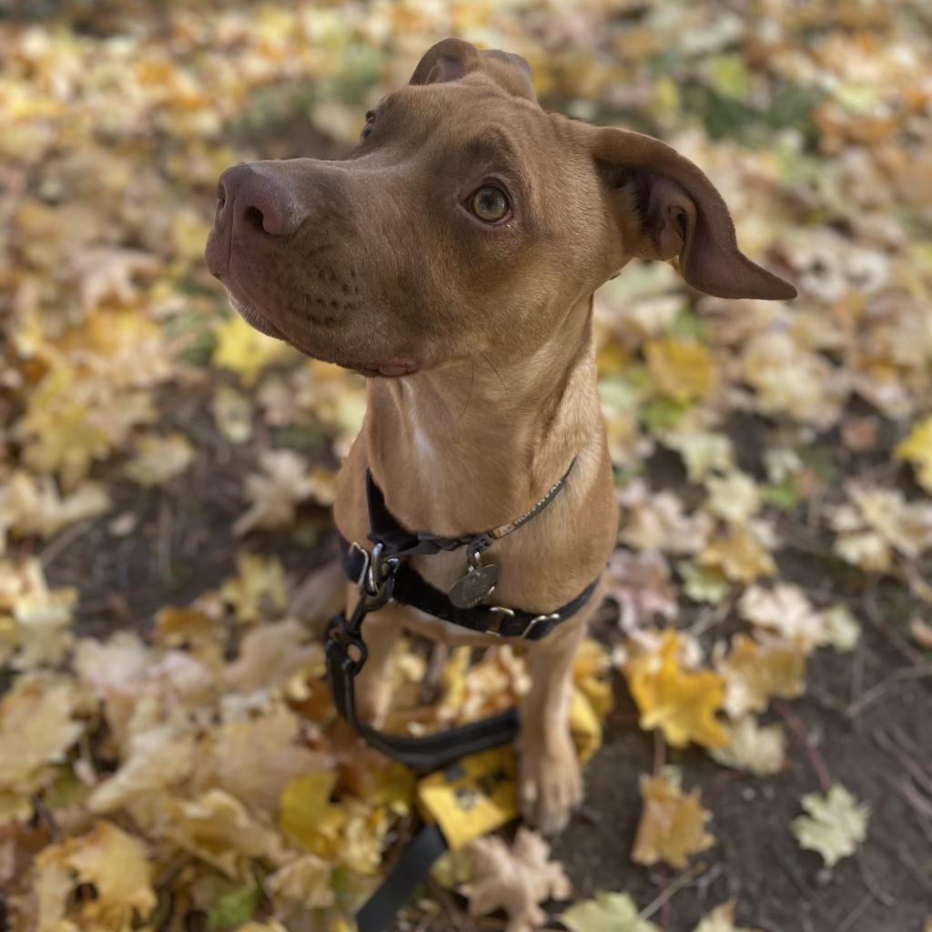 River, an adoptable Mixed Breed in Bend, OR, 97702 | Photo Image 5