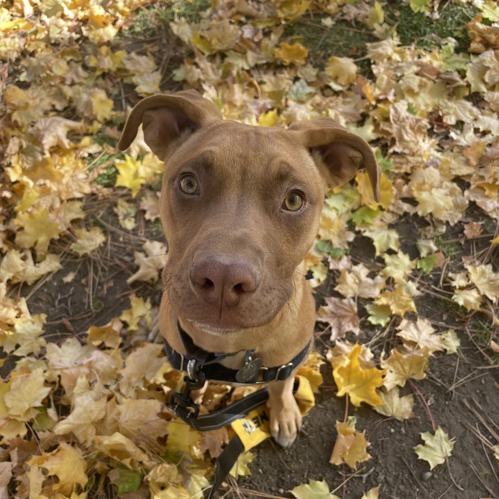 River, an adoptable Mixed Breed in Bend, OR, 97702 | Photo Image 6