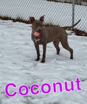 COCONUT