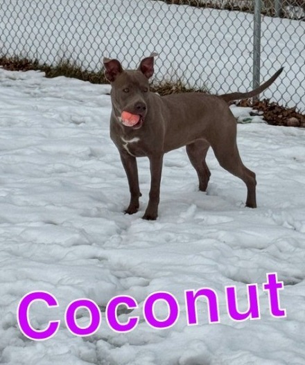 COCONUT 1