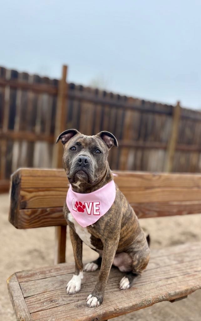 Harper Luna (foster)