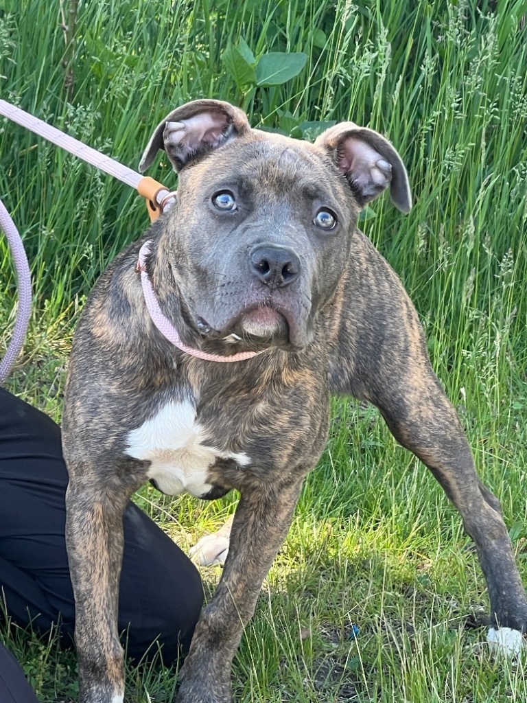 Harper Luna (foster)