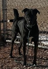 Finn, Adult Male unknown